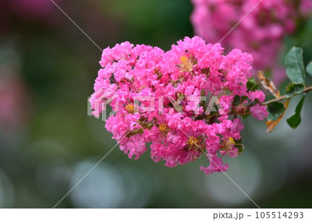 サルスベリの花 105514293