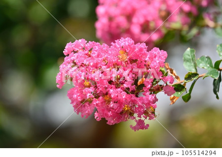 サルスベリの花 サルスベリの花 105514294