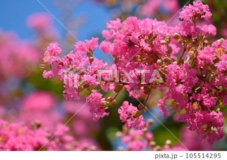 サルスベリの花 サルスベリの花 105514295