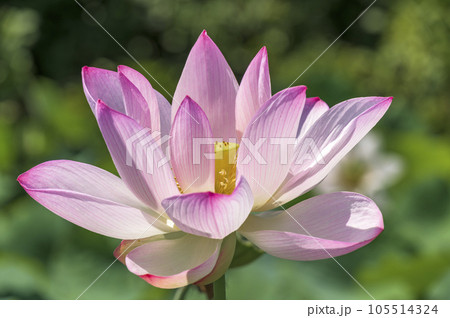 美しい桃色に染まった蓮の花 105514324