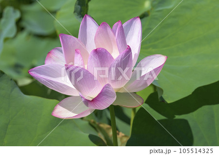 美しい桃色に染まった蓮の花 105514325