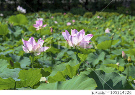 美しい桃色に染まった蓮の花 105514326