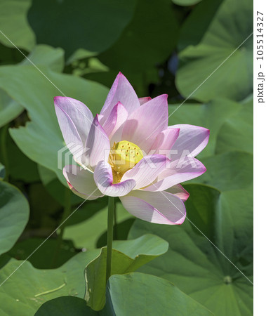 美しい桃色に染まった蓮の花 105514327