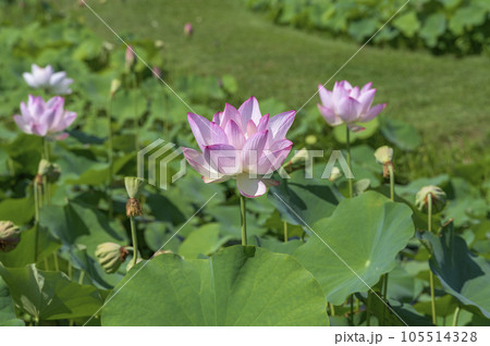 美しい桃色に染まった蓮の花 105514328