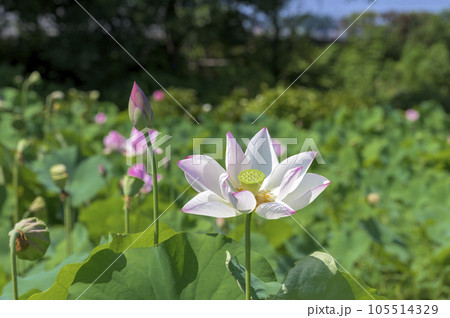 美しい桃色に染まった蓮の花 105514329
