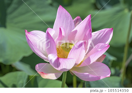 美しい桃色に染まる蓮の花 105514350