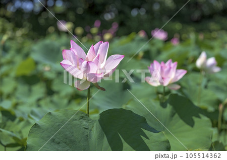 美しい桃色に染まる蓮の花 105514362