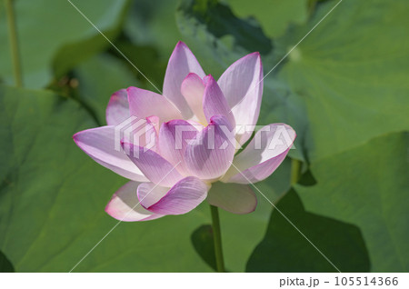 美しい桃色に染まる蓮の花 105514366