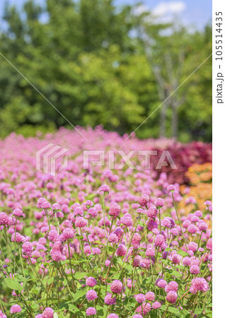 センニチコウ(千日紅)のお花畑 センニチコウ(千日紅)のお花畑 105514435