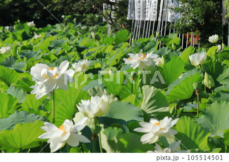 朝の蓮の花模様 朝の蓮の花模様 105514501