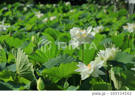 朝の蓮の花模様 105514502