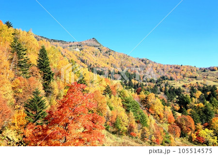 山田牧場の紅葉 山田牧場の紅葉 105514575