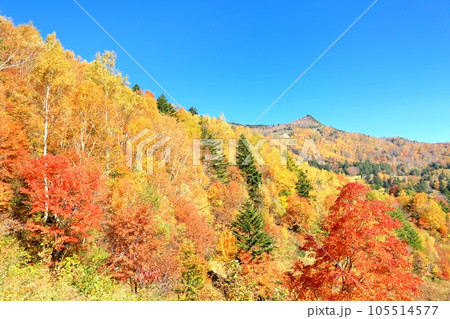 山田牧場の紅葉 105514577