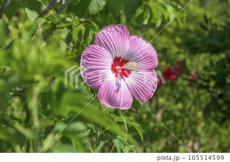 ハイビスカスによく似た大輪の花を咲かせるタイタンビカス 105514599
