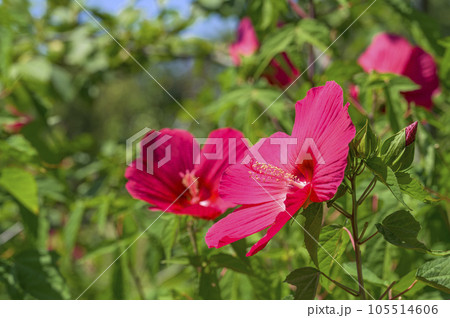ハイビスカスによく似た大輪の花を咲かせるタイタンビカス ハイビスカスによく似た大輪の花を咲かせるタイタンビカス 105514606