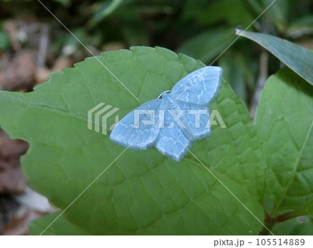 ヒメウスアオシャク(東成瀬村須川湿原・6/20) ヒメウスアオシャク(東成瀬村須川湿原・6/20) 105514889