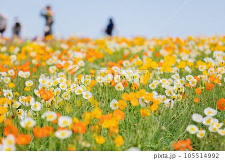 一面のポピーの花畑と観光客 105514992