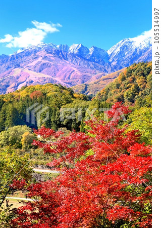 白馬村の紅葉 105514997