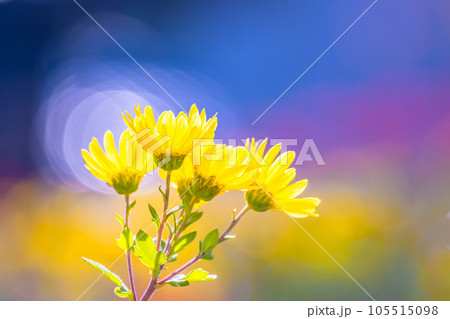 秋の野菊 秋の野菊 105515098