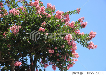 路傍のサルスベリ 105515199