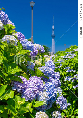 《東京都》あじさいとスカイツリー・旧中川水辺公園 《東京都》あじさいとスカイツリー・旧中川水辺公園 105515269