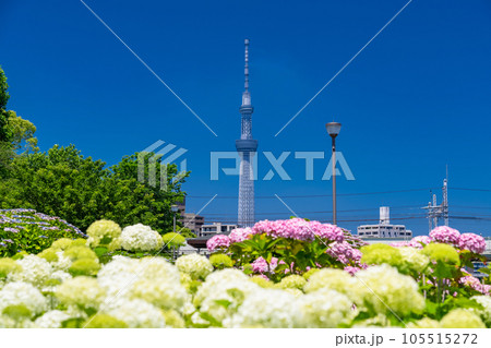 《東京都》あじさいとスカイツリー・旧中川水辺公園 《東京都》あじさいとスカイツリー・旧中川水辺公園 105515272