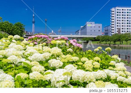 《東京都》あじさいとスカイツリー・旧中川水辺公園 105515275