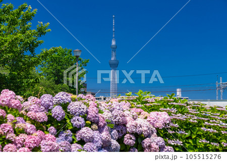 《東京都》あじさいとスカイツリー・旧中川水辺公園 105515276