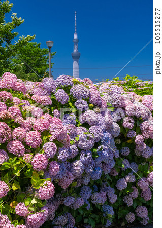 《東京都》あじさいとスカイツリー・旧中川水辺公園 105515277