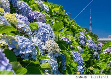 《東京都》あじさいとスカイツリー・旧中川水辺公園 105515281