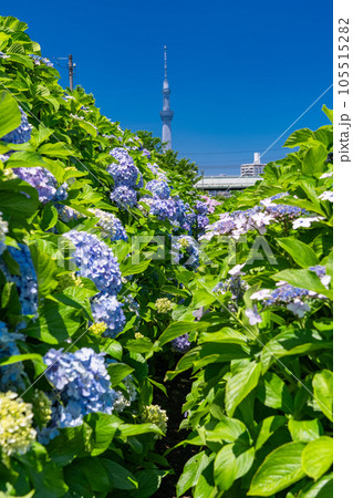《東京都》あじさいとスカイツリー・旧中川水辺公園 《東京都》あじさいとスカイツリー・旧中川水辺公園 105515282
