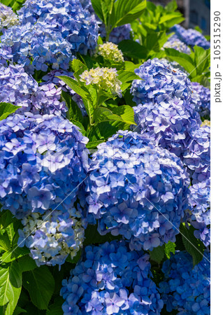 《東京都》満開のあじさい・旧中川水辺公園 105515290