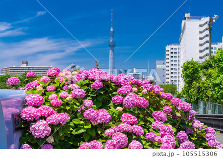 《東京都》あじさいとスカイツリー・旧中川水辺公園 105515306