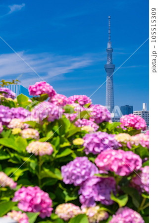 《東京都》あじさいとスカイツリー・旧中川水辺公園 105515309