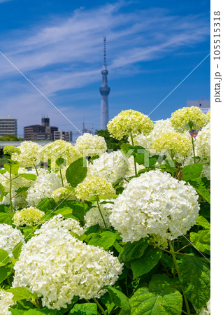 《東京都》あじさいとスカイツリー・旧中川水辺公園 《東京都》あじさいとスカイツリー・旧中川水辺公園 105515318