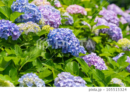 《東京都》満開のあじさい・旧中川水辺公園 105515324