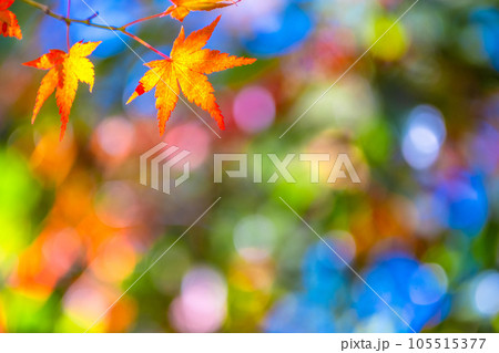 鮮やかな紅葉 鮮やかな紅葉 105515377