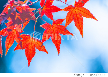 鮮やかな紅葉 105515382