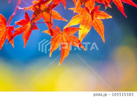 鮮やかな紅葉 鮮やかな紅葉 105515383