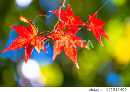 鮮やかな紅葉 鮮やかな紅葉 105515400