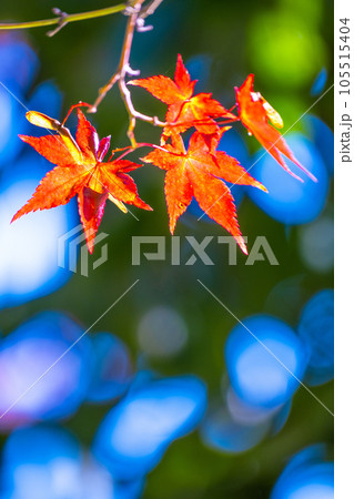 鮮やかな紅葉 105515404