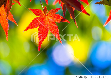 鮮やかな紅葉 105515428