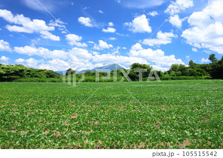 大山と大豆畑 大山と大豆畑 105515542