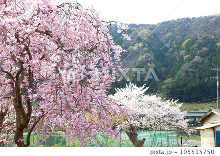 茅葺の船小屋 三方湖 三方湖畔 三方五湖 船子屋 茅葺き屋根 若狭町 福井県 三方上中郡 桜 春景色 茅葺の船小屋 三方湖 三方湖畔 三方五湖 船子屋 茅葺き屋根 若狭町 福井県 三方上中郡 桜 春景色 105515750
