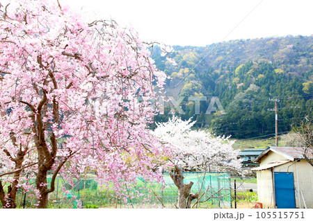 茅葺の船小屋 三方湖 三方湖畔 三方五湖 船子屋 茅葺き屋根 若狭町 福井県 三方上中郡 桜 春景色 茅葺の船小屋 三方湖 三方湖畔 三方五湖 船子屋 茅葺き屋根 若狭町 福井県 三方上中郡 桜 春景色 105515751