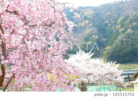 茅葺の船小屋　三方湖　三方湖畔　三方五湖　船子屋　茅葺き屋根　若狭町　福井県　三方上中郡　桜　春景色 105515752