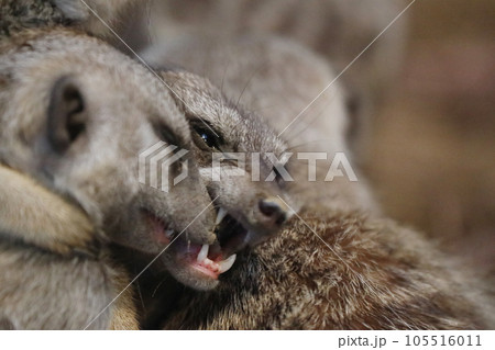 ミーアキャット・甘噛み 105516011