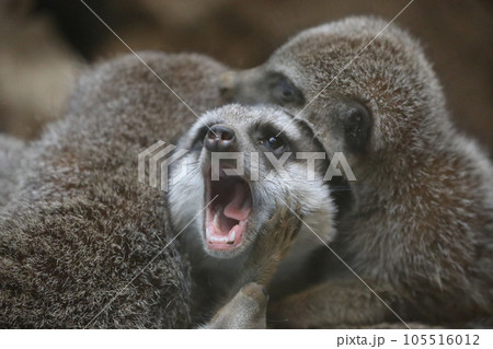 ミーアキャット顔をはさまれる ミーアキャット顔をはさまれる 105516012