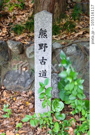 新熊野神社 京の熊野古道（京都市東山区） 105516117