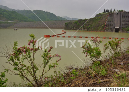 大谷ダムの堤体とひめさゆり湖 大谷ダムの堤体とひめさゆり湖 105516481